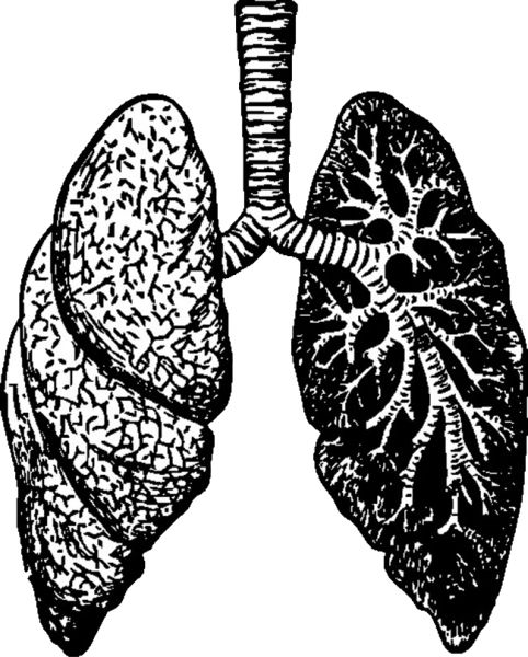 肺 PNG免抠图透明素材 16设计网编号:74869