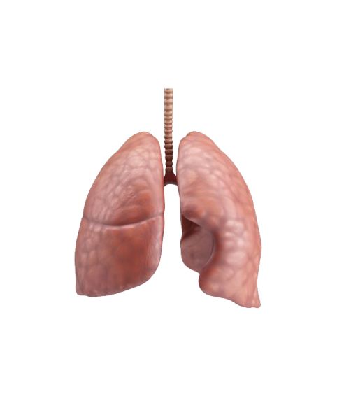 肺 PNG免抠图透明素材 16设计网编号:74870