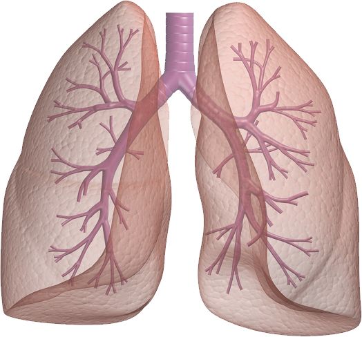 肺 PNG透明元素免抠图素材 16素材网编号:74871