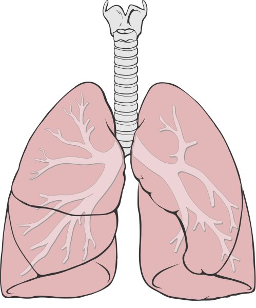 肺 PNG透明背景免抠图元素 16图库网编号:74873