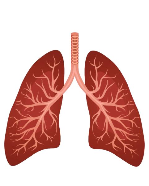 肺 PNG免抠图透明素材 普贤居素材编号:74875