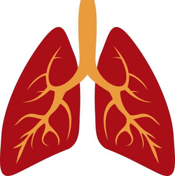 肺 PNG免抠图透明素材 素材中国编号:74876