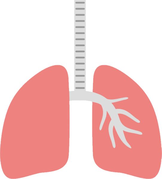 肺 PNG免抠图透明素材 普贤居素材编号:74860