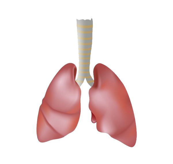 肺 PNG透明元素免抠图素材 16素材网编号:74879