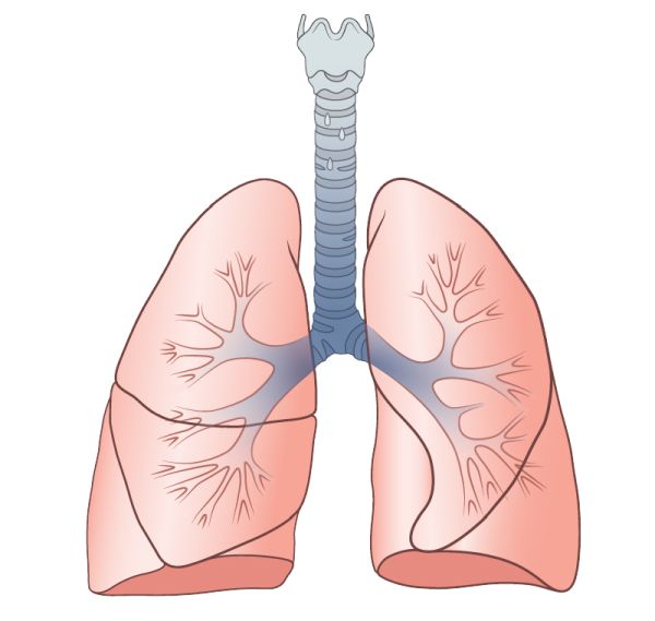 肺 PNG免抠图透明素材 素材天下编号:74880
