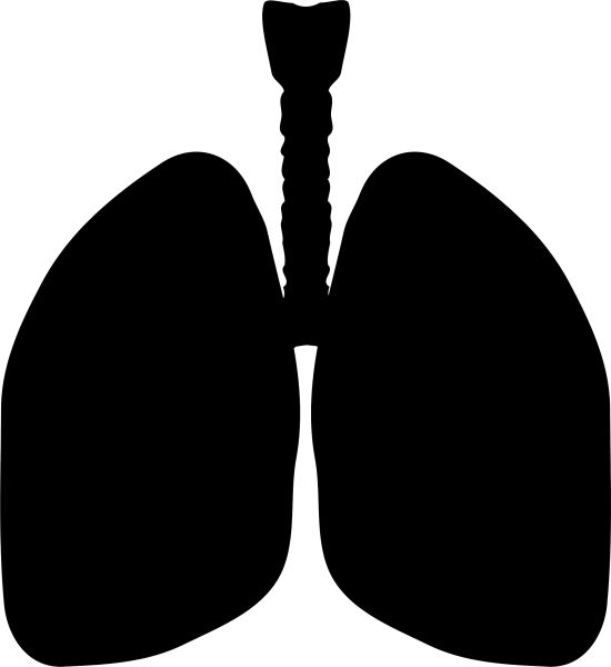 肺 PNG免抠图透明素材 普贤居素材编号:74881