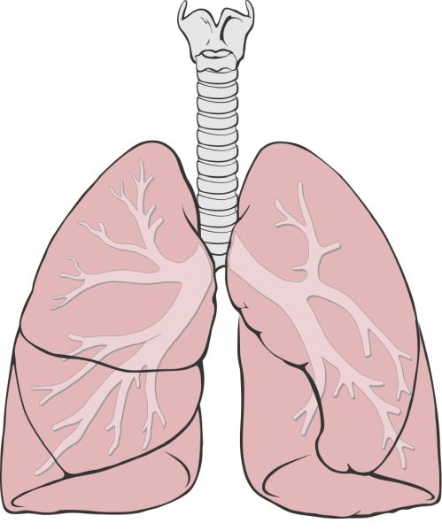 肺 PNG免抠图透明素材 16设计网编号:74887