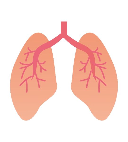 肺 PNG免抠图透明素材 素材天下编号:74861