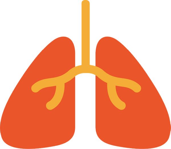 肺 PNG免抠图透明素材 素材天下编号:74862