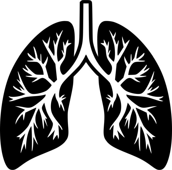 肺 PNG透明元素免抠图素材 16素材网编号:74901