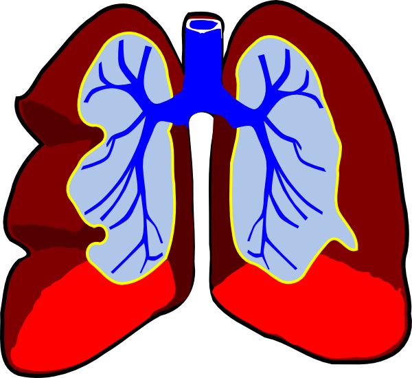肺 PNG透明元素免抠图素材 16素材网编号:74905