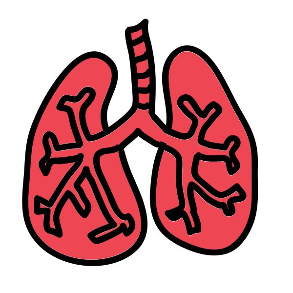 肺 PNG免抠图透明素材 素材中国编号:74906