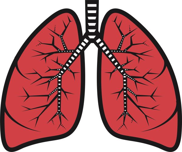 肺 PNG透明背景免抠图元素 16图库网编号:74907