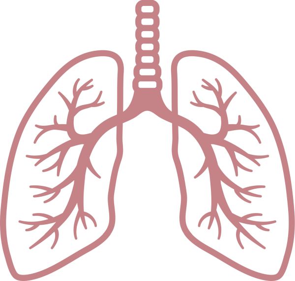 肺 PNG免抠图透明素材 素材中国编号:74908