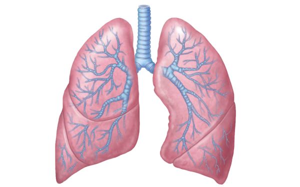 肺 PNG透明背景免抠图元素 16图库网编号:74909