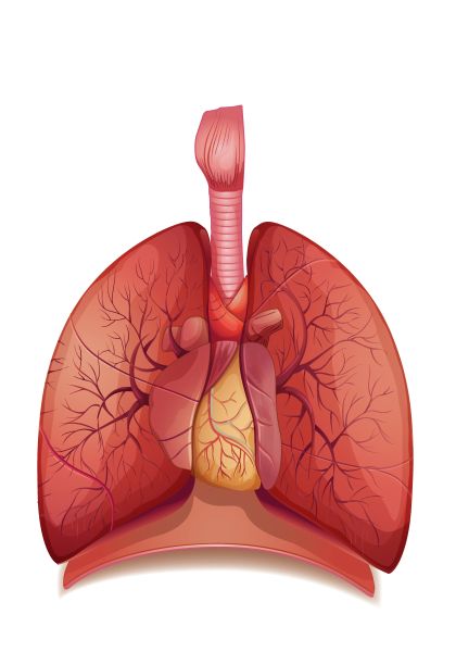 肺 PNG免抠图透明素材 素材天下编号:74911
