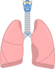 肺 PNG免抠图透明素材 16设计网编号:74912