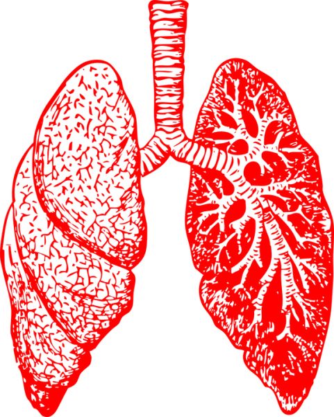 肺 PNG透明背景免抠图元素 素材中国编号:74913