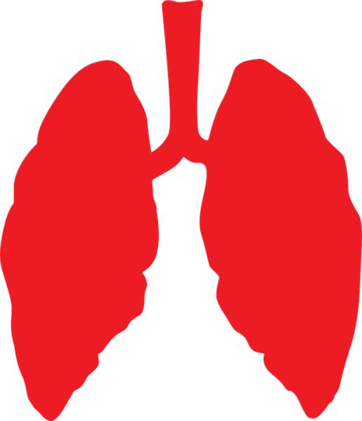 肺 PNG免抠图透明素材 普贤居素材编号:74914