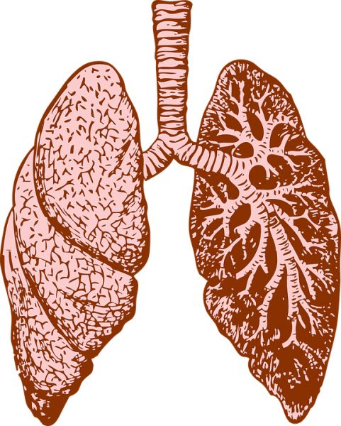 肺 PNG透明元素免抠图素材 16素材网编号:74915