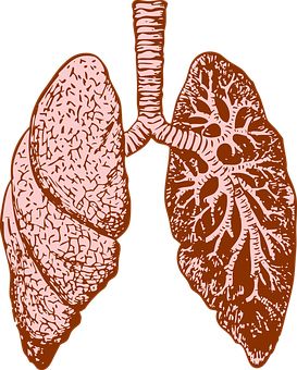 肺 PNG透明元素免抠图素材 16素材网编号:74916