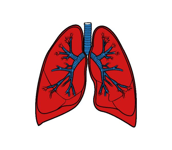 肺 PNG透明背景免抠图元素 16图库网编号:74864