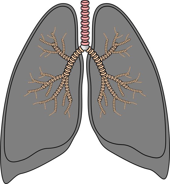 肺 PNG免抠图透明素材 16设计网编号:74919
