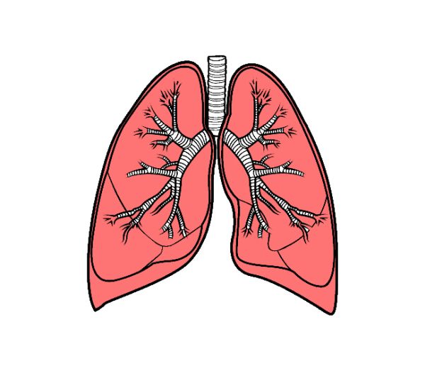 肺 PNG透明背景免抠图元素 16图库网编号:74865