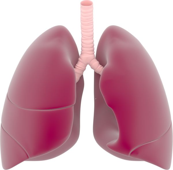 肺 PNG透明背景免抠图元素 16图库网编号:74930