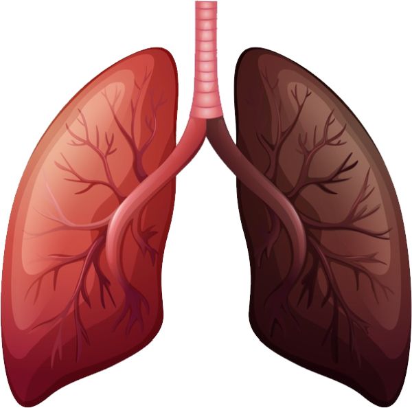 肺 PNG透明背景免抠图元素 16图库网编号:74866