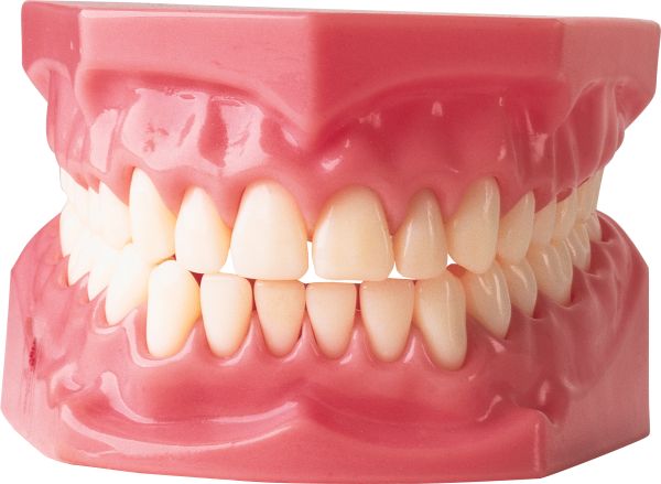 牙齿PNG透明背景免抠图元素 16图库网编号:7328