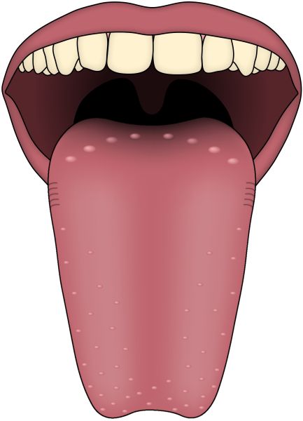 舌头PNG透明背景免抠图元素 16图库网编号:26351