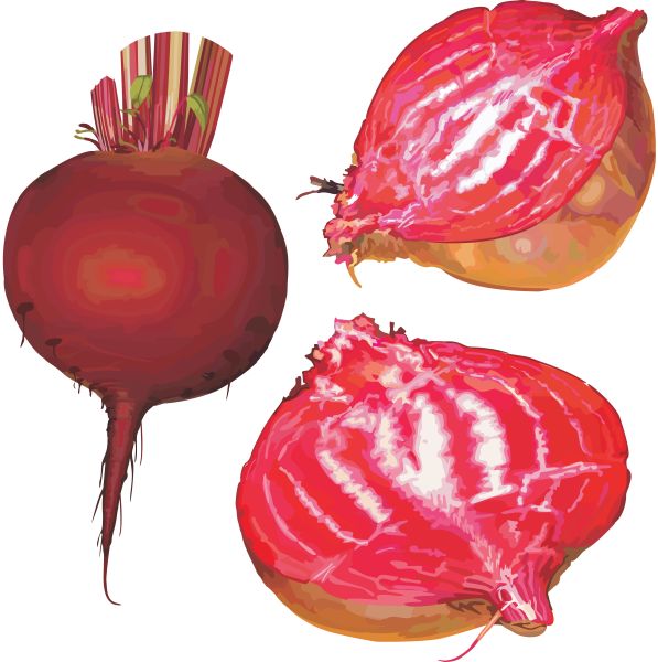 甜菜 PNG免抠图透明素材 16设计网编号:27163