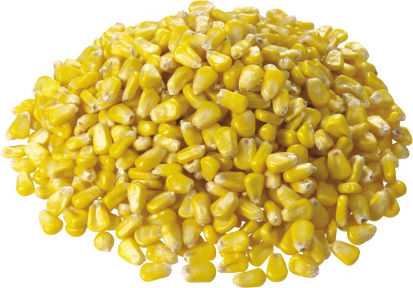 玉米PNG透明背景免抠图元素 素材中国编号:5266