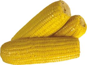 玉米PNG透明背景免抠图元素 16图库网编号:5296