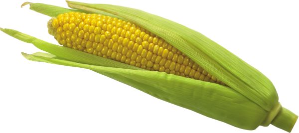 玉米 PNG透明背景免抠图元素 素材