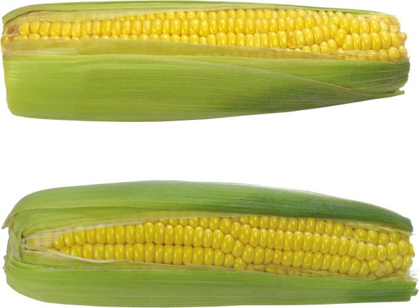 玉米 PNG透明背景免抠图元素 16图