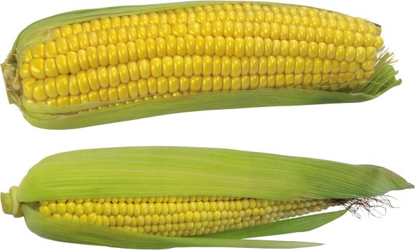 玉米 PNG透明背景免抠图元素 素材