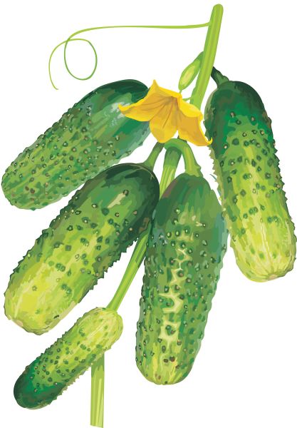 黄瓜与叶子PNG透明背景免抠图元素 素材中国编号:84306