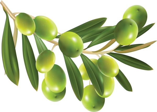 绿橄榄 PNG免抠图透明素材 普贤居素材编号:14273