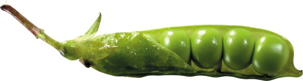 豌豆 PNG透明背景免抠图元素 素材中国编号:24283