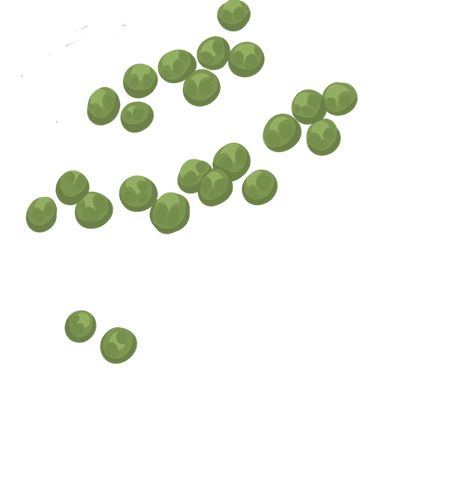 豌豆 PNG透明背景免抠图元素 素材中国编号:24306
