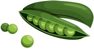 豌豆 PNG透明背景免抠图元素 16图