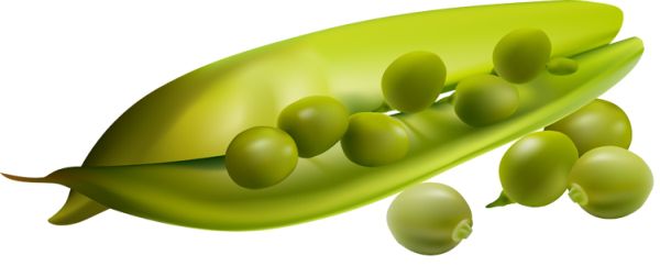 豌豆 PNG免抠图透明素材 16设计网
