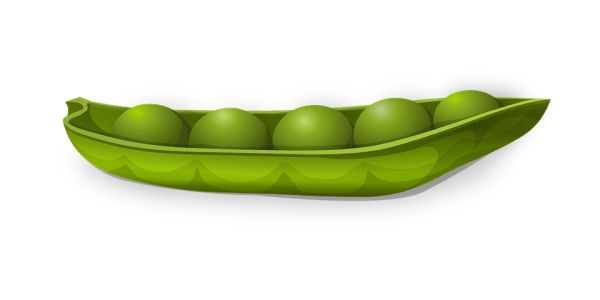 豌豆 PNG免抠图透明素材 16设计网