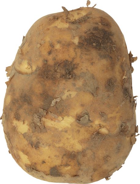 大土豆PNG透明背景免抠图元素 素材