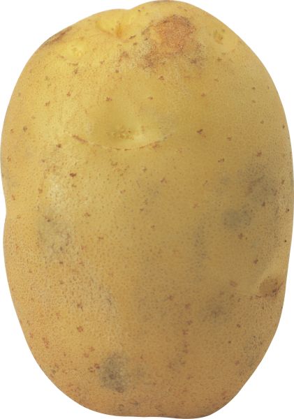 土豆PNG透明背景免抠图元素 素材中国编号:98091