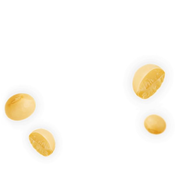 黄豆 PNG免抠图透明素材 16设计网
