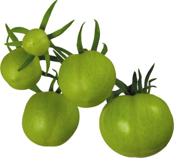 几个绿色西红柿PNG透明背景免抠图