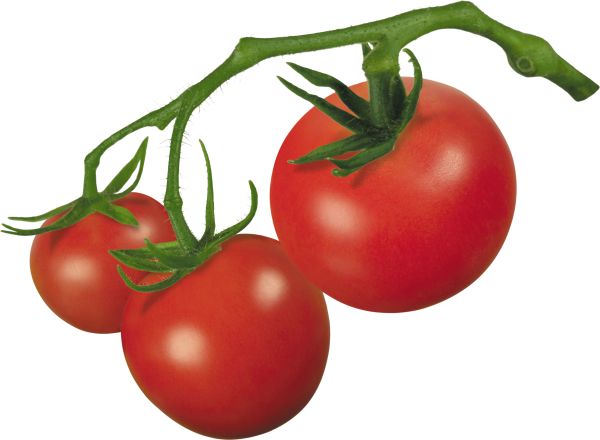 番茄 PNG免抠图透明素材 16设计网编号:12519